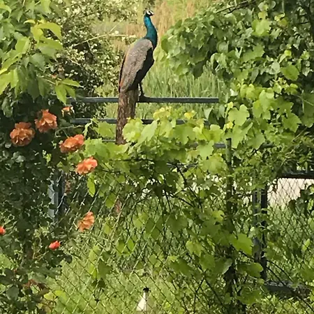 Apartmani Vlaska * Vlaska