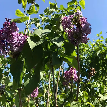 Apartmani Vlaska Séjour à la campagne Vlaska